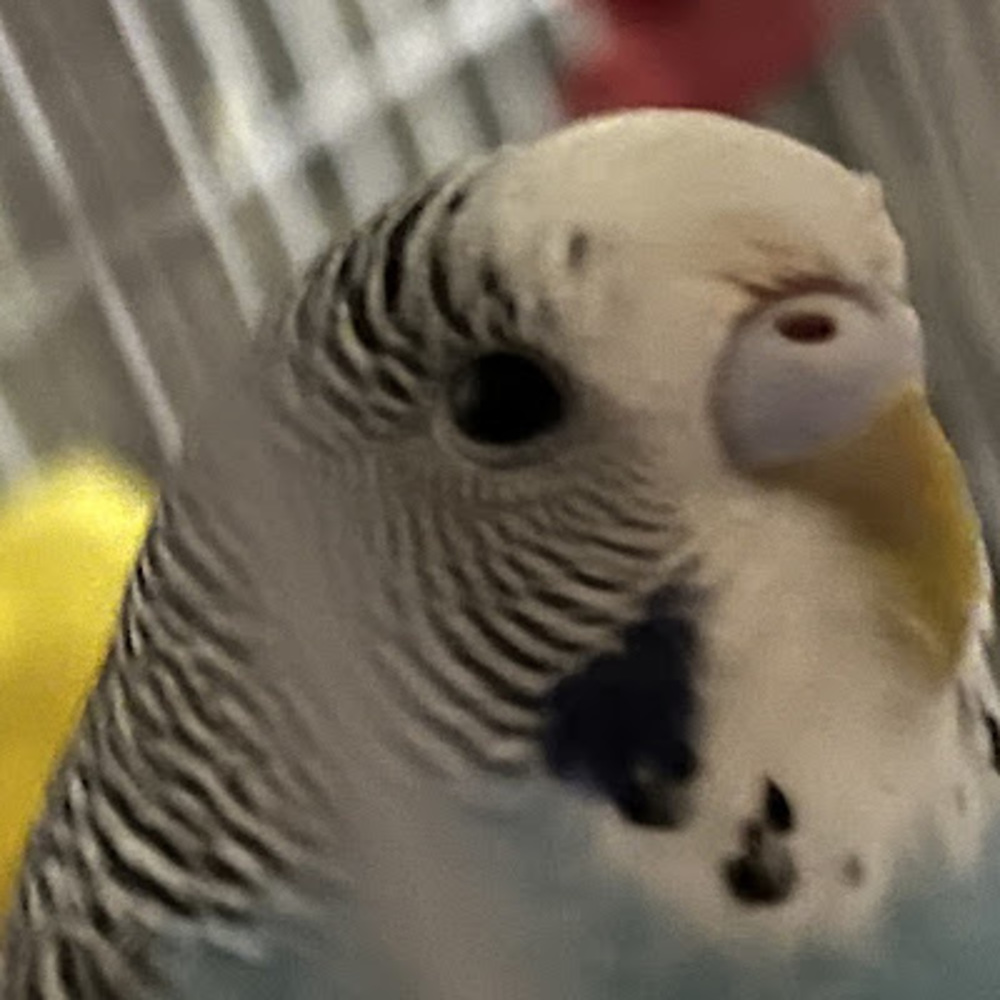 Meet your Posher, Alison